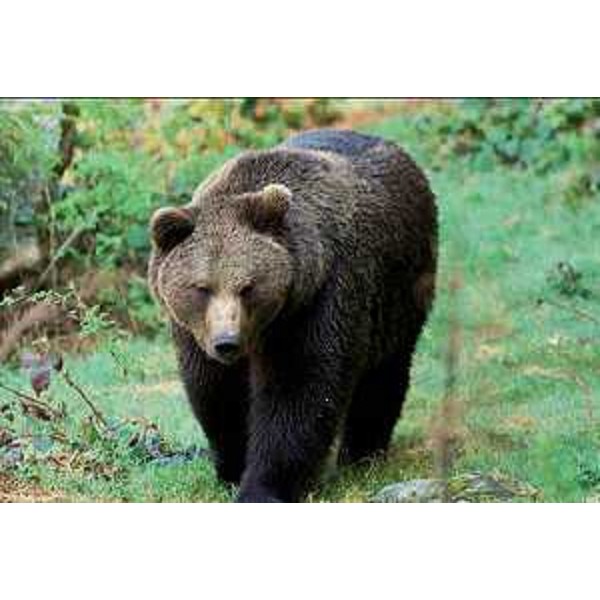 Orso bruno