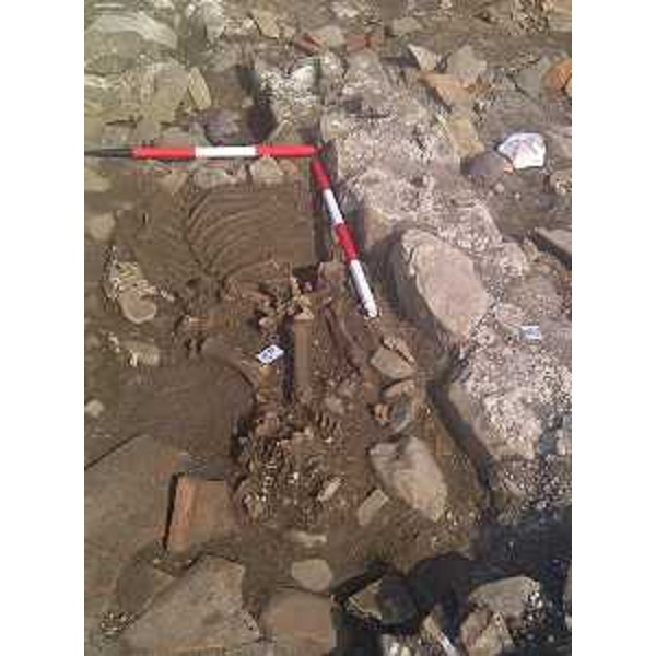 Scheletro di bovino ritrovato nel sito archeologico di una villa rustica di epoca romana, in località Muris. (Moruzzo 30/07/12)