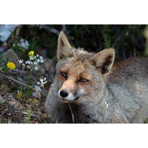 Volpe comune (Vulpes vulpes). Foto CFR-Corpo Forestale Regionale Regione FVG (06/02/13)
