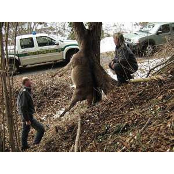 Forestali del CFR-Corpo Forestale Regionale impegnati nel recupero della carcassa di cerva morta incidentalmente. (Travasans 22/02/13)