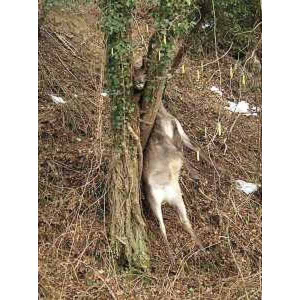 La carcassa di cerva morta incidentalmente. (Travasans 22/02/13)