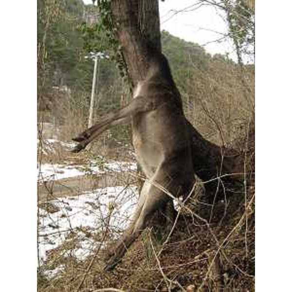 La carcassa di cerva morta incidentalmente. (Travasans 22/02/13)