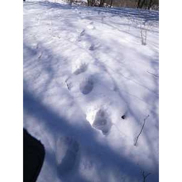 Tracce di Orso bruno nei boschi di Pulfero, rilevate dal CFR della Stazione forestale di Cividale del Friuli. (Montefosca/Pulfero 27/03/13)
