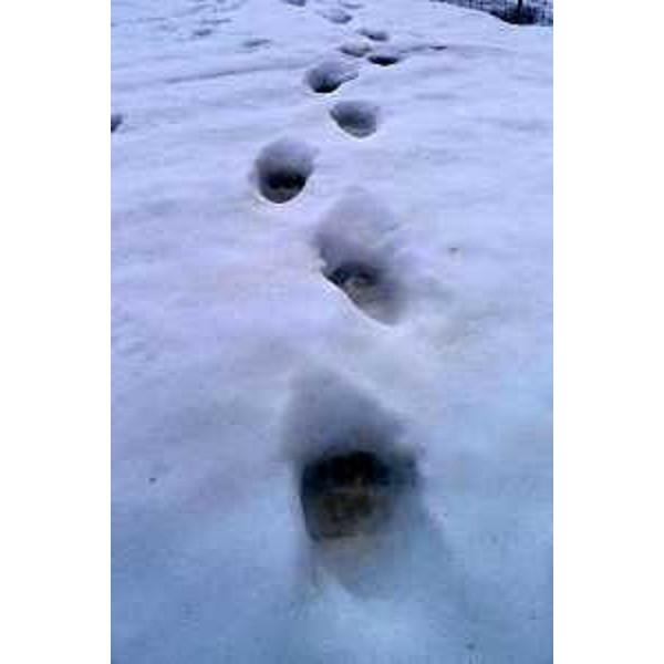 Tracce di orso bruno nella zona di Rutte Grande, nel Tarvisiano. (11/04/13)
