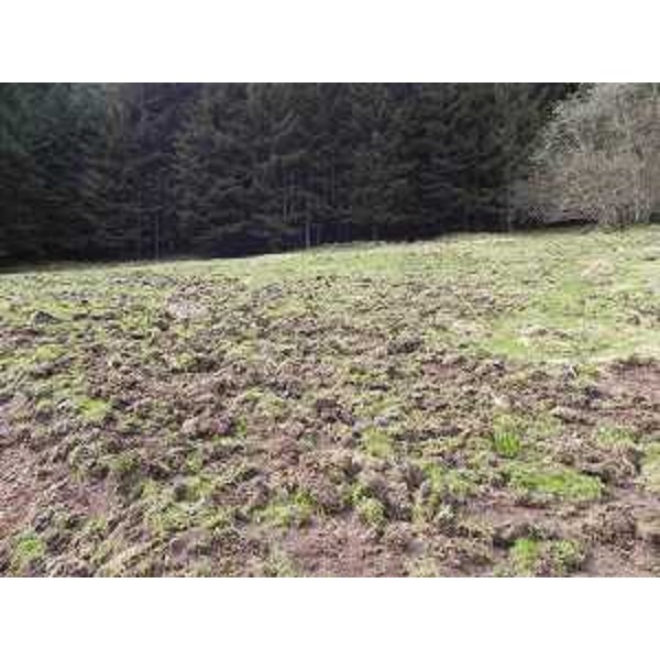 Terreno "dissodato" da cinghiali - Foto CFR-Corpo Forestale Regionale. (06/05/13)