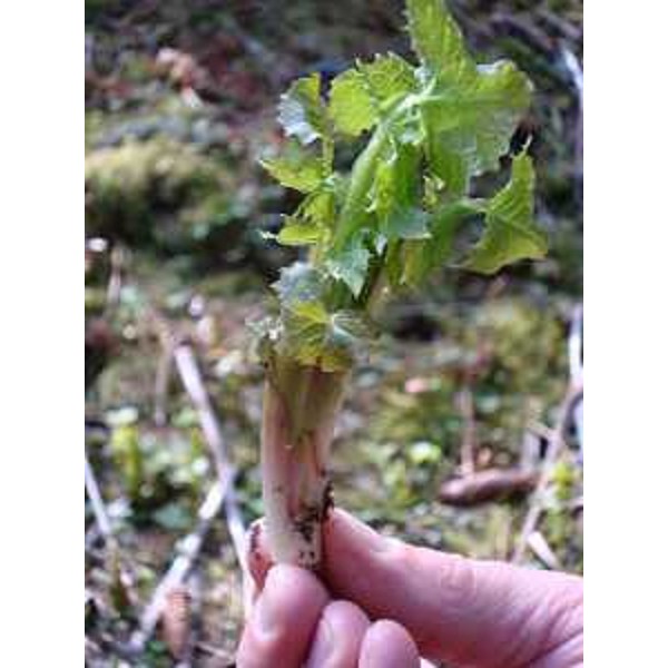 Cicerbita alpina, detta volgarmente lattuga di montagna - Foto CFR-Corpo Forestale Regionale. (17/05/13)