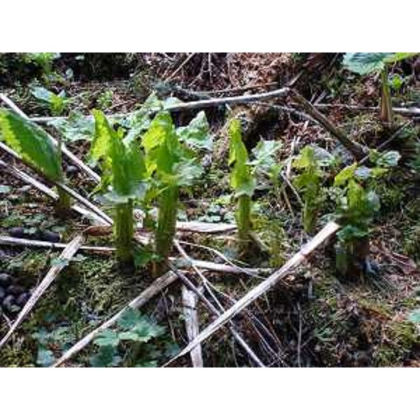 Cicerbita alpina, detta volgarmente lattuga di montagna - Foto CFR-Corpo Forestale Regionale. (17/05/13)