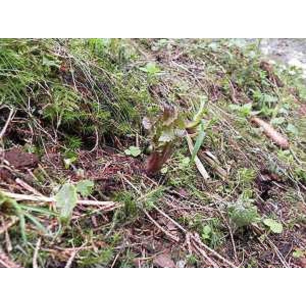 Cicerbita alpina, detta volgarmente lattuga di montagna - Foto CFR-Corpo Forestale Regionale. (17/05/13)
