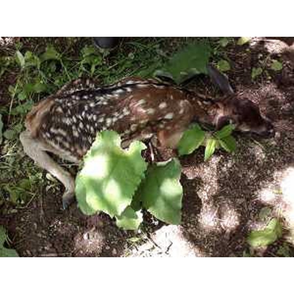 Il cerbiatto recuperato dai forestali della Stazione di Villa Santina. Foto CFR-Corpo Forestale Regionale (Maggio 2013)