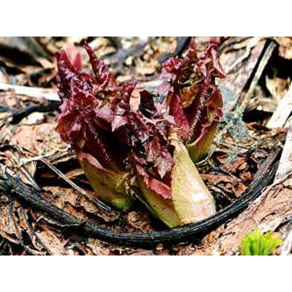 Cicerbita alpina, detta volgarmente lattuga di montagna - Foto CFR-Corpo Forestale Regionale. (31/05/13)