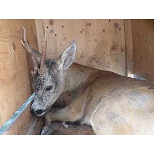 Il capriolo salvato da CFR e Vigili del Fuoco. Foto CFR-Corpo Forestale Regionale. (San Canzian d'Isonzo 01/06/13)