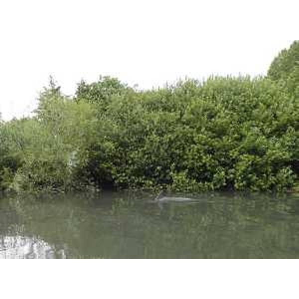 Il delfino avvistato mentre risale il fiume Corno. Foto CFR-Corpo Forestale Regionale (Fiume Corno 06/13)
