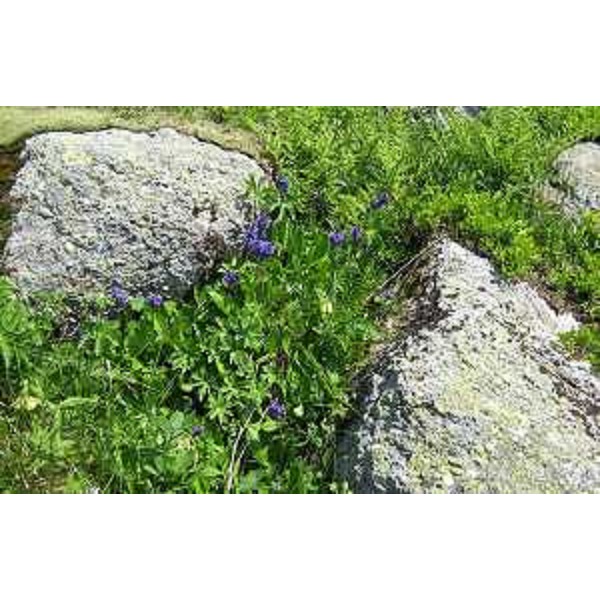 Wulfenia Carinthiaca nei pressi della Malga Auernig, Passo Pramollo. Foto CFR-Corpo Forestale Regionale (Passo Pramollo 06/13)