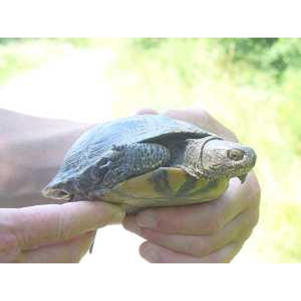 La 'Emys orbicularis', o testuggine palustre europea, liberata nei laghetti della Palude del Preval (GO). Foto CFR-Corpo Forestale Regionale (Valle del Preval 06/13)