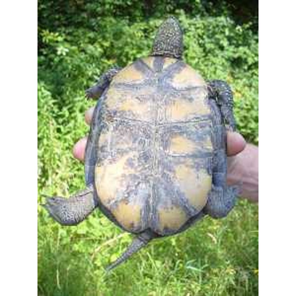 La 'Emys orbicularis', o testuggine palustre europea, liberata nei laghetti della Palude del Preval (GO). Foto CFR-Corpo Forestale Regionale (Valle del Preval 06/13)