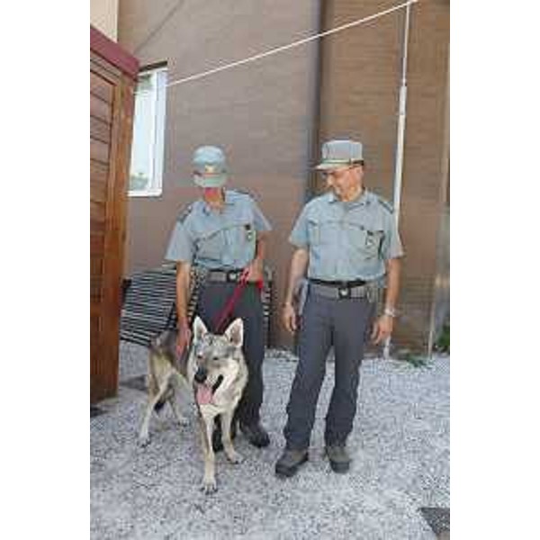 Personale del CFR-Corpo Forestale Regionale durante le verifiche del rispetto delle normative vigenti in materia di allevamento, detenzione, trasporto e commercio di animali alla Sagra dei Osei 2013, settecentoquarantesima edizione. (Sacile 18/08/13)