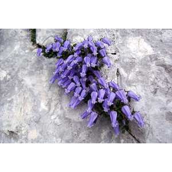 Campanula Zoysii sul Percorso botanico del Plauris, nel Parco naturale regionale delle Prealpi Giulie. Foto CFR-Corpo Forestale Regionale (Di Lenardo)