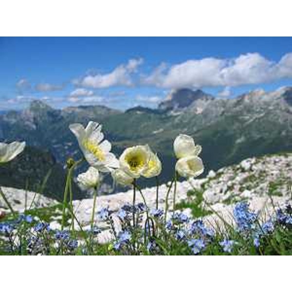 Papaver Julicum sul Percorso botanico del Plauris, nel Parco naturale regionale delle Prealpi Giulie. Foto CFR-Corpo Forestale Regionale (Elena Mattiussi)