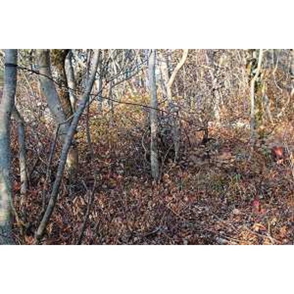 Un laccio teso, probabilmente destinato alla cattura di caprioli