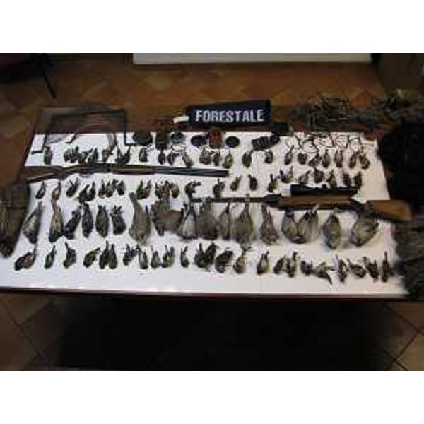 Materiale sequestrato nelle operazioni di contrasto ai reati inerenti la tutela della fauna e del suo commercio illegale - 02/01/2014