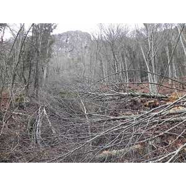 Faggeta rasa al suolo dal movimento franoso che ha interessato il versante Sud del monte Monfredda nei territori comunali di Ampezzo e Socchieve - 29/12/2013