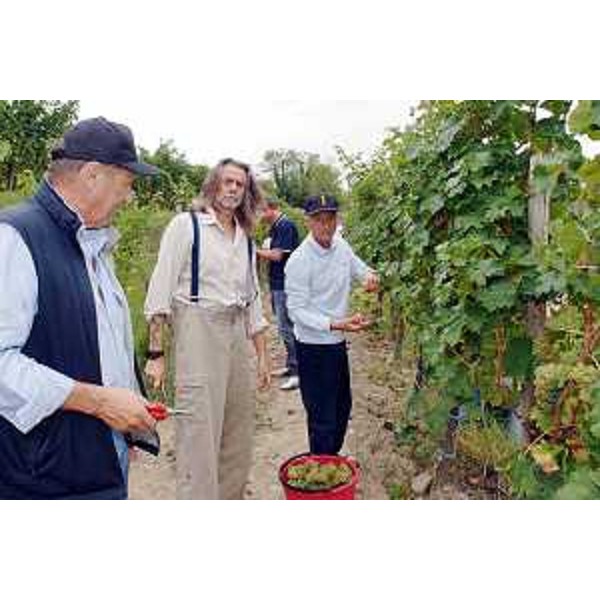 Riccardo Illy (Presidente Regione Friuli Venezia Giulia), Gelasio Gaetani D'Aragona (Enologo) e Manlio Collavini (Enologo) vendemmiano il "blanc furlan" dell'Azienda agricola Villa Russiz. (Capriva del Friuli 30/08/07)