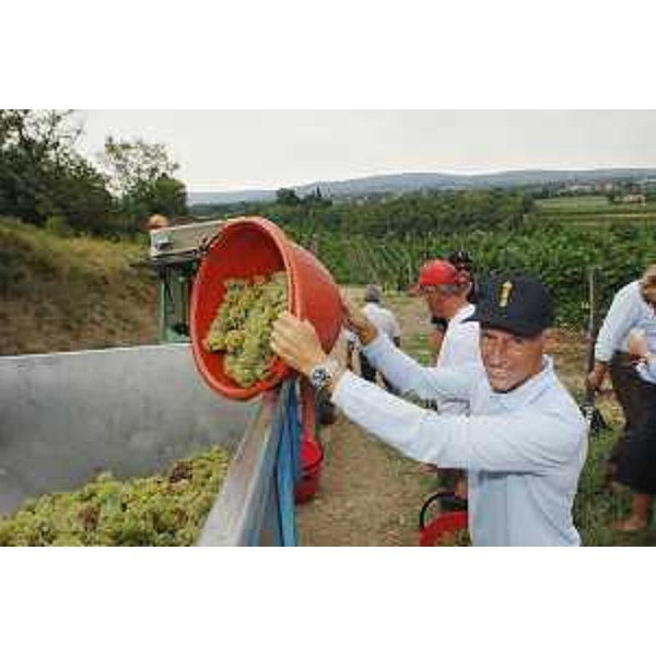 Riccardo Illy (Presidente Regione Friuli Venezia Giulia) vendemmia il "blanc furlan" dell'Azienda agricola Villa Russiz. (Capriva del Friuli 30/08/07)