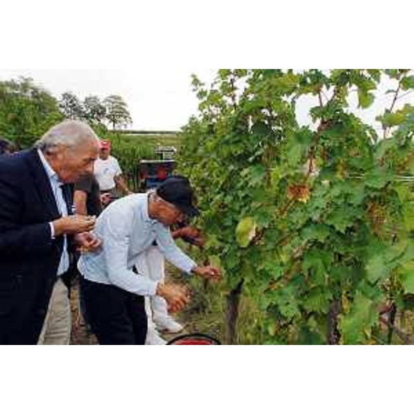 Riccardo Illy (Presidente Regione Friuli Venezia Giulia) ed Ettore Romoli (Sindaco Gorizia) vendemmiano il "blanc furlan" dell'Azienda agricola Villa Russiz. (Capriva del Friuli 30/08/07)