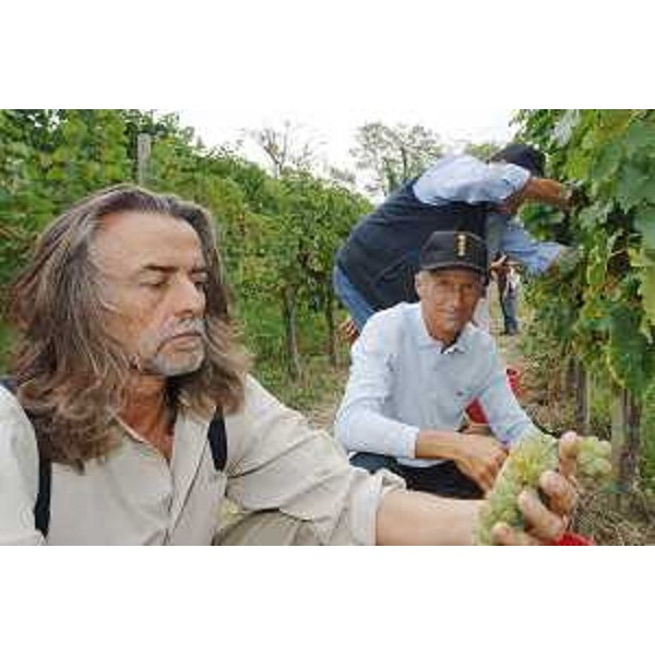 Riccardo Illy (Presidente Regione Friuli Venezia Giulia) e Gelasio Gaetani D'Aragona (Enologo) vendemmiano il "blanc furlan" dell'Azienda agricola Villa Russiz. (Capriva del Friuli 30/08/07)