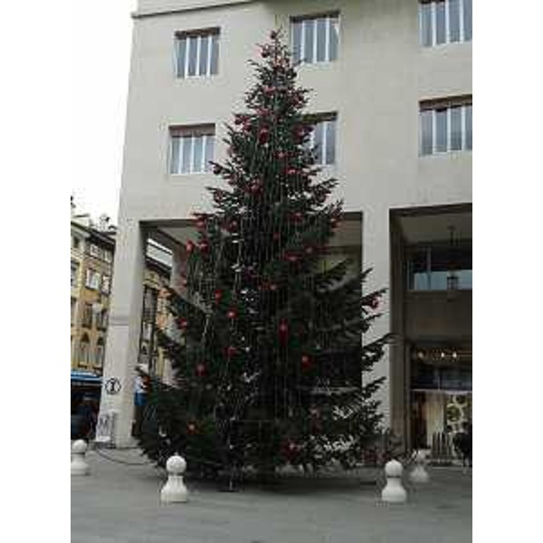 L'abete natalizio dono della Carinzia, in piazza della Borsa - Trieste 07/12/2014