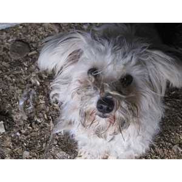 Animali sequestrati per maltrattamento dal Corpo Forestale Regionale (CFR) in un allevamento di Remanzacco (UD) - 02/01/2015 (Foto CFR FVG)