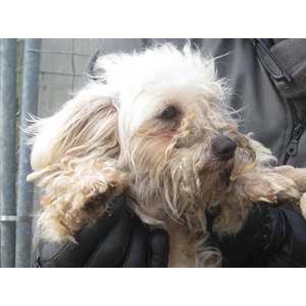 Animali sequestrati per maltrattamento dal Corpo Forestale Regionale (CFR) in un allevamento di Remanzacco (UD) - 02/01/2015 (Foto CFR FVG)