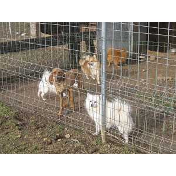 Animali sequestrati per maltrattamento dal Corpo Forestale Regionale (CFR) in un allevamento di Remanzacco (UD) - 02/01/2015 (Foto CFR FVG)