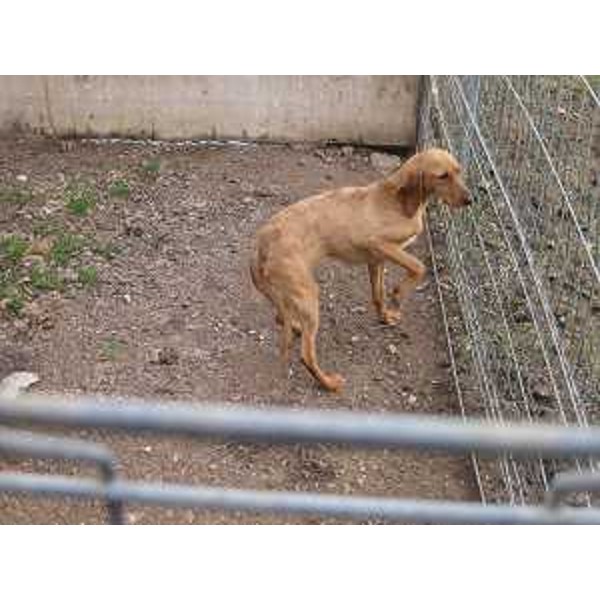 Animali sequestrati per maltrattamento dal Corpo Forestale Regionale (CFR) in un allevamento di Remanzacco (UD) - 02/01/2015 (Foto CFR FVG)
