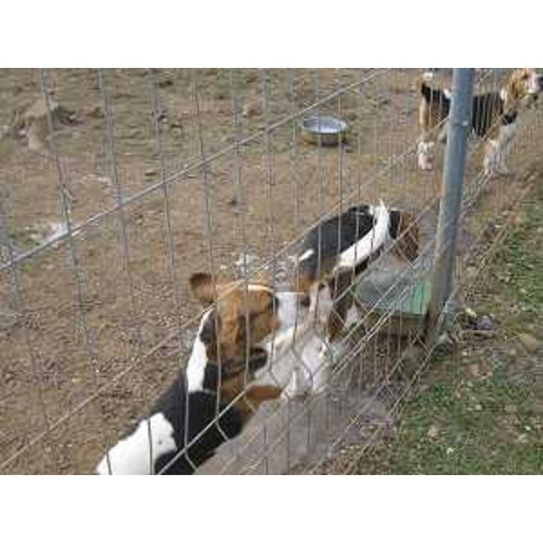 Animali sequestrati per maltrattamento dal Corpo Forestale Regionale (CFR) in un allevamento di Remanzacco (UD) - 02/01/2015 (Foto CFR FVG)
