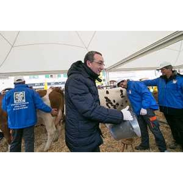 Sergio Bolzonello (Vicepresidente Regione FVG e assessore Attività produttive, Commercio, Cooperazione, Risorse agricole e forestali) partecipa alla mungitura delle mucche portate in piazza alla manifestazione di Coldiretti FVG per salvare le oltre 1.000 stalle attive della regione - Udine 06/02/2015
