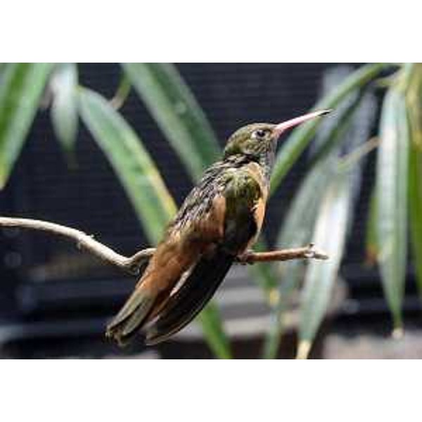 Esemplare di colibrì al "Centro Colibrì di Margherita Hack", presso Città Fiera - Torreano di Martignacco (UD) 31/03/2015