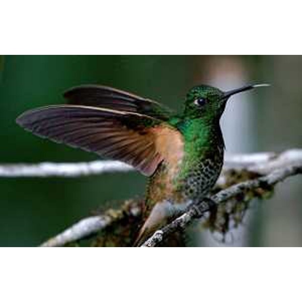 Colibrì (Foto tratta da centrocolibri.com)