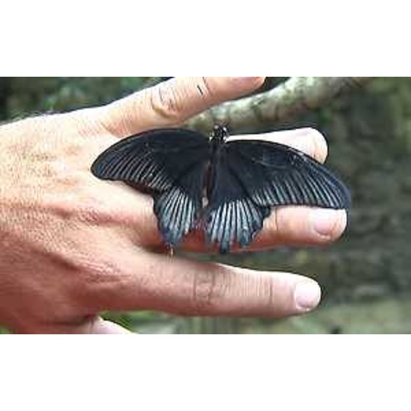 Casa delle Farfalle - Bordano (UD) 04/04/2015