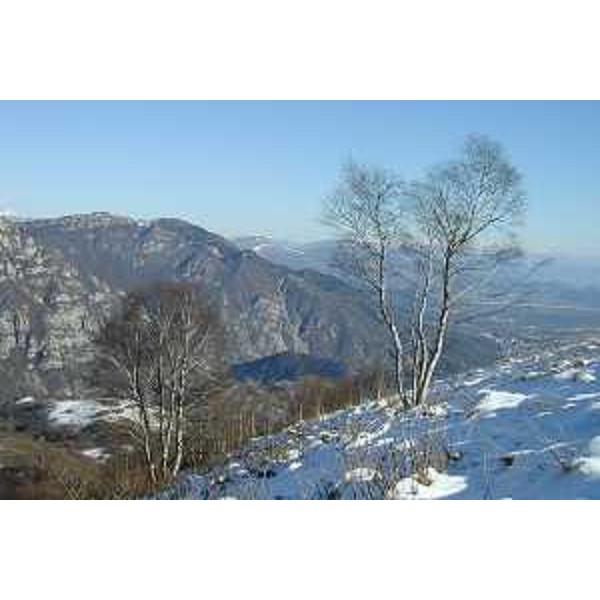 Betulle sullo Zuccul Supigna e il Monte Jouf sullo sfondo. Foto: Archivio del Corpo forestale regionale - Marco Pradella 
