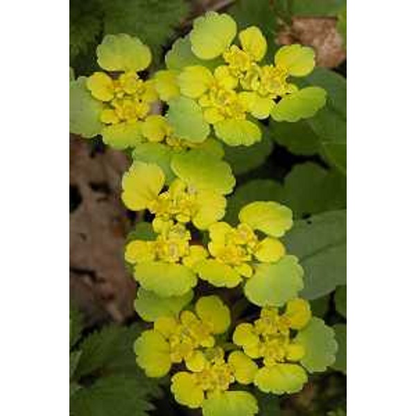 Euphorbia nell'area di Casere Chisalizza, Lusevera (Udine). Foto: Archivio del Corpo forestale regionale - Stefano Fabian