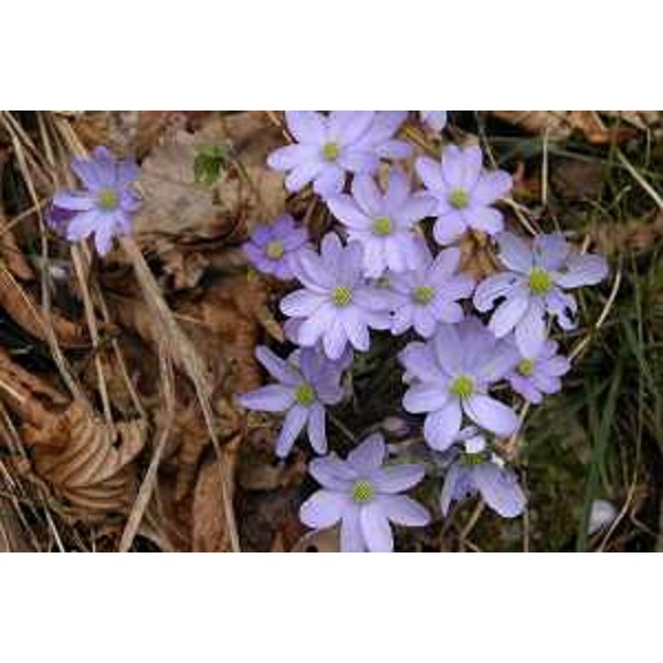 Hepatica nobilis nell'area di Lusevera (Udine). Foto: Archivio del Corpo forestale regionale - Stefano Fabian