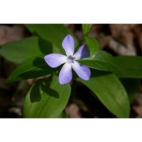 Vinca Minor nei boschi di Collina, Frazione di Forni Avoltri (Udine). Foto: Archivio del Corpo forestale regionale - Stefano Fabian