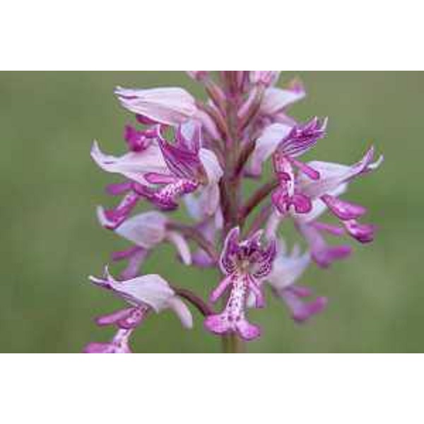 Orchis Militaris nei magredi. Foto: Archivio del Corpo forestale regionale - Stefano Fabian
