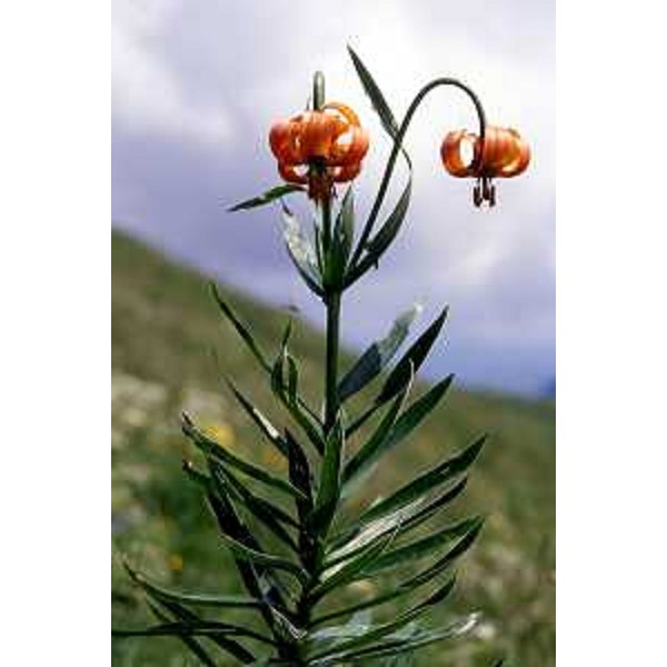 Lilium Carniolicum. Foto: Archivio del Corpo forestale regionale 