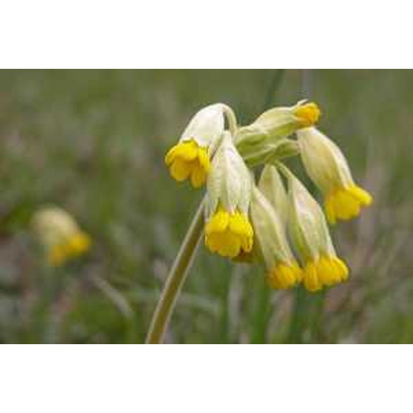 Primula Veris sul Valico di Ratece. Foto: Archivio del Corpo forestale regionale - Stefano Fabian
