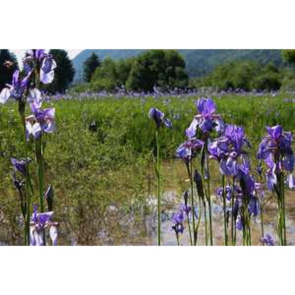 Iris nella Piana di Fusine in prossimità del Passo di Ratece. Foto: Archivio del Corpo forestale regionale - Stefano Fabian