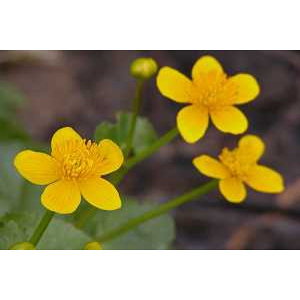 Chalta Palustris nelle Risorgive della Bassa Pianura Friulana. Foto: Archivio del Corpo forestale regionale - Stefano Fabian