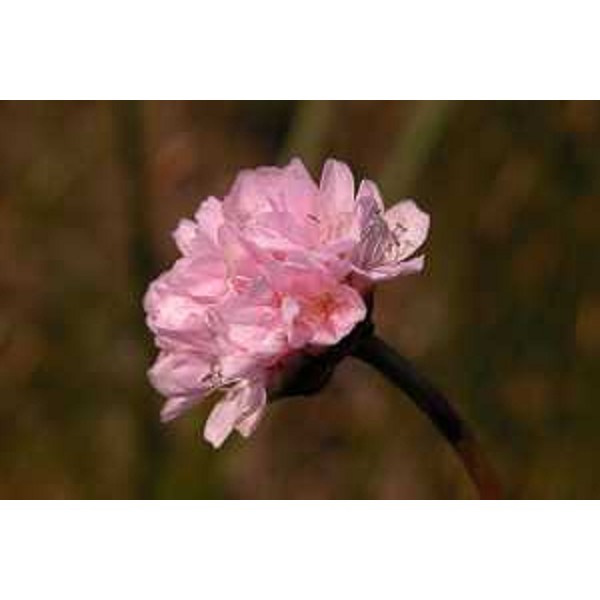 Armeria Helodes nelle Risorgive di Flambro, Frazione di Talmassons (Udine). Foto: Archivio del Corpo forestale regionale - Stefano Fabian