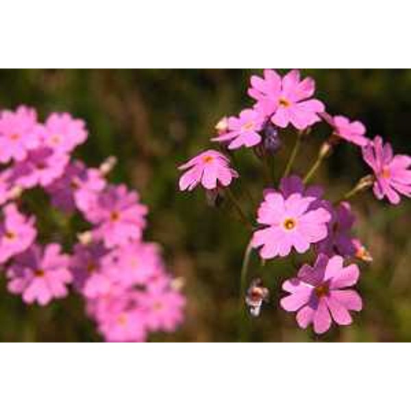 Primula Farinosa nelle Risorgive di Flambro, Frazione di Talmassons (Udine). Foto: Archivio del Corpo forestale regionale - Stefano Fabian